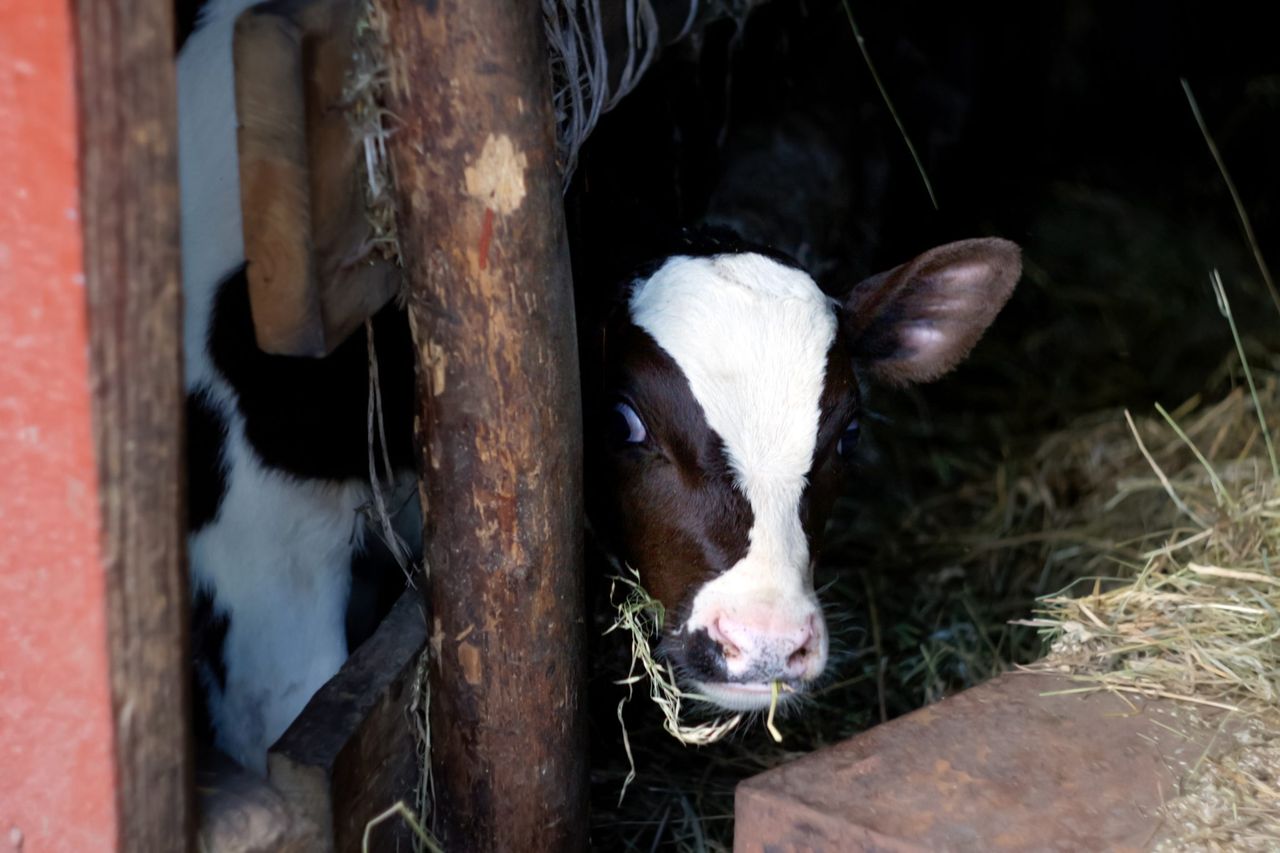 Dutch ban on removal of veal calves amid foot-and-mouth concern