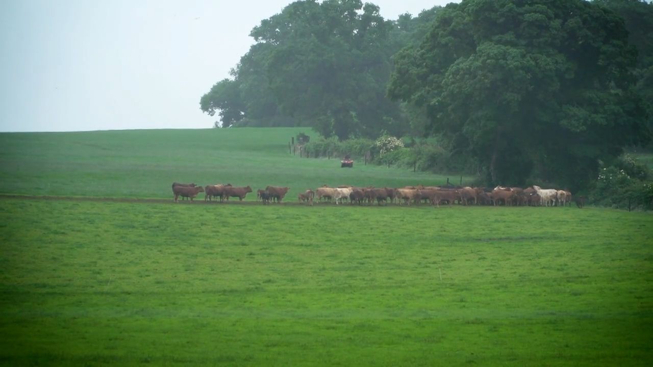 Irish PGI application will also cover Northern Ireland