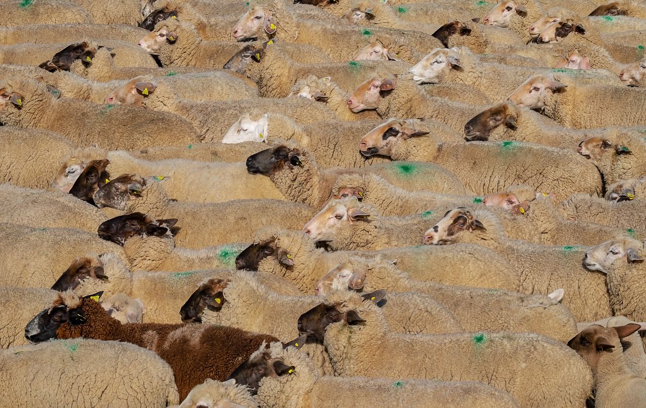 Covid-19 market disruption 'serious concern' for UK sheep sector