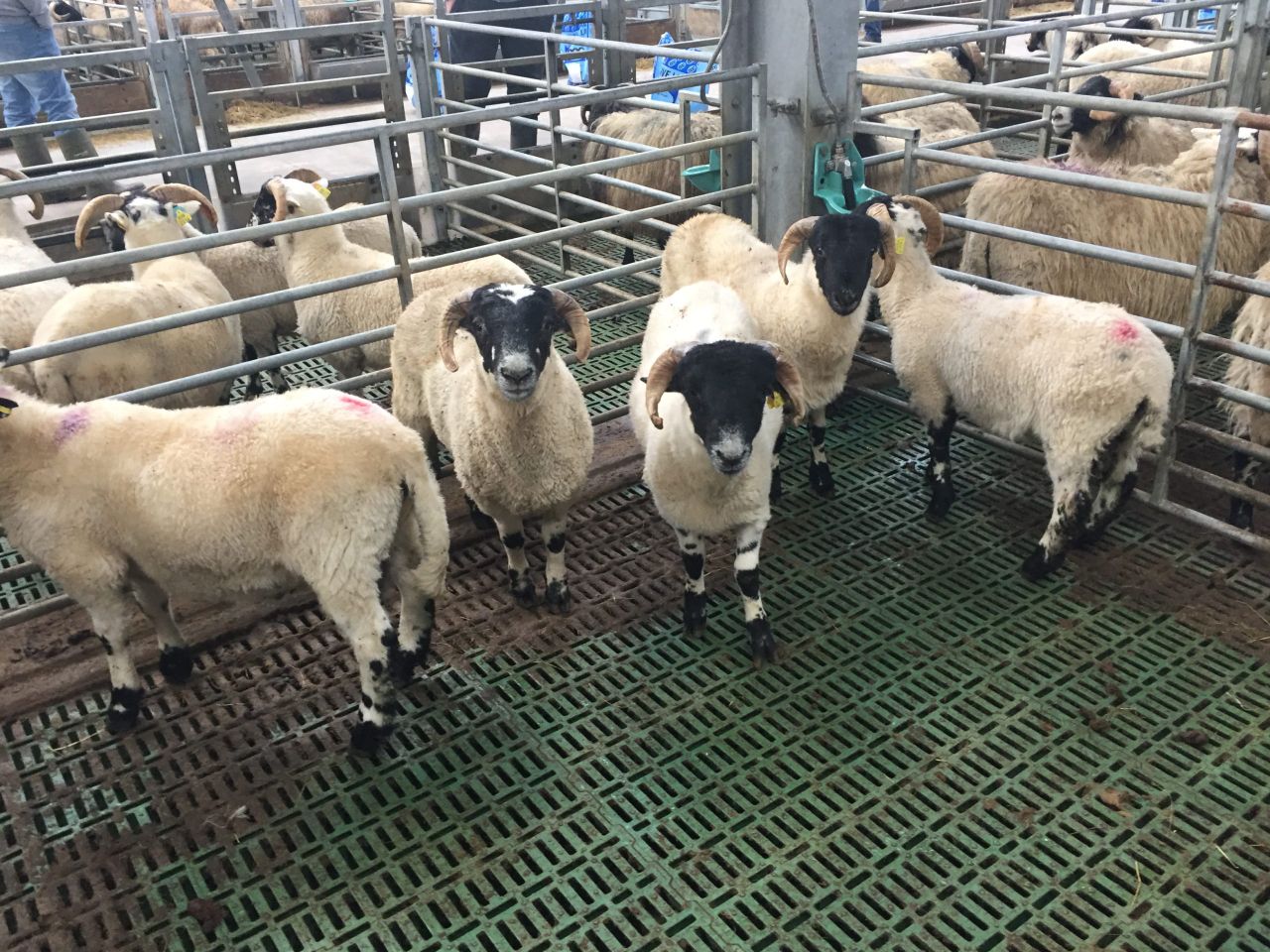 Poor summer sees a carryover of hoggets in Northern Ireland