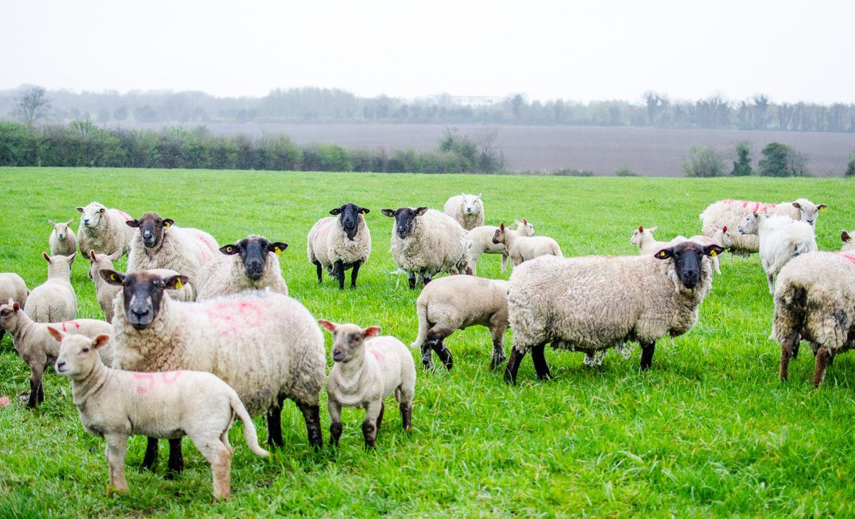Northern livestock worrying costs hit £16,000 in 2017