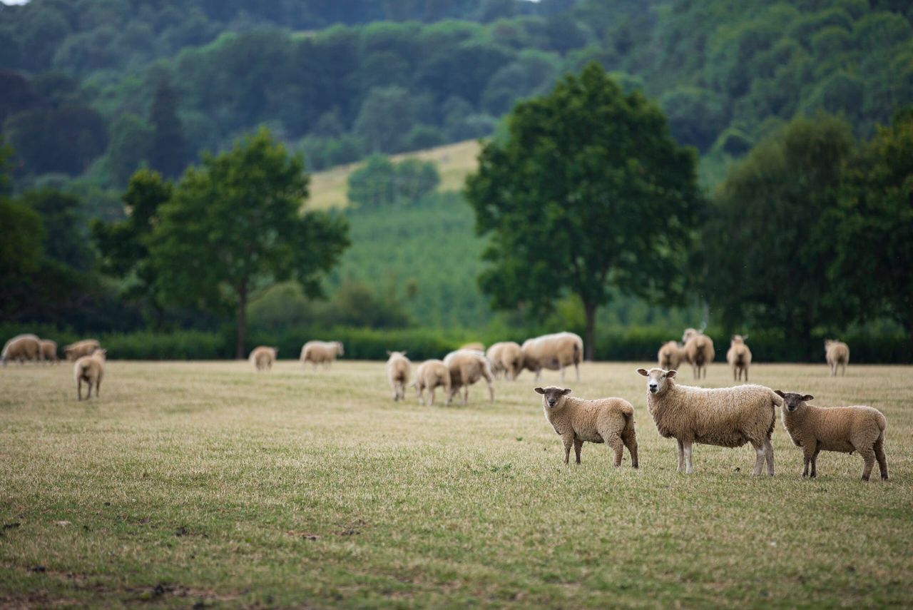 NSA launches its 2021 sheep worrying survey