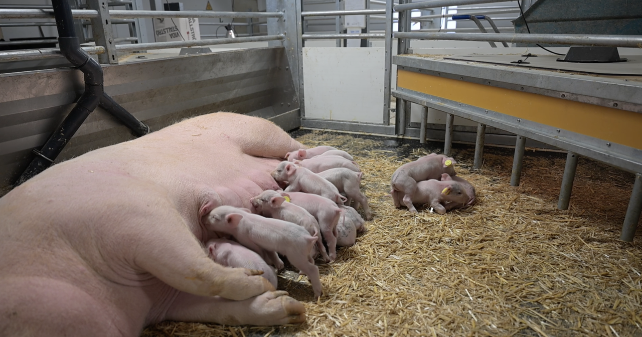 Rotating floor technology key to reducing pig house emissions