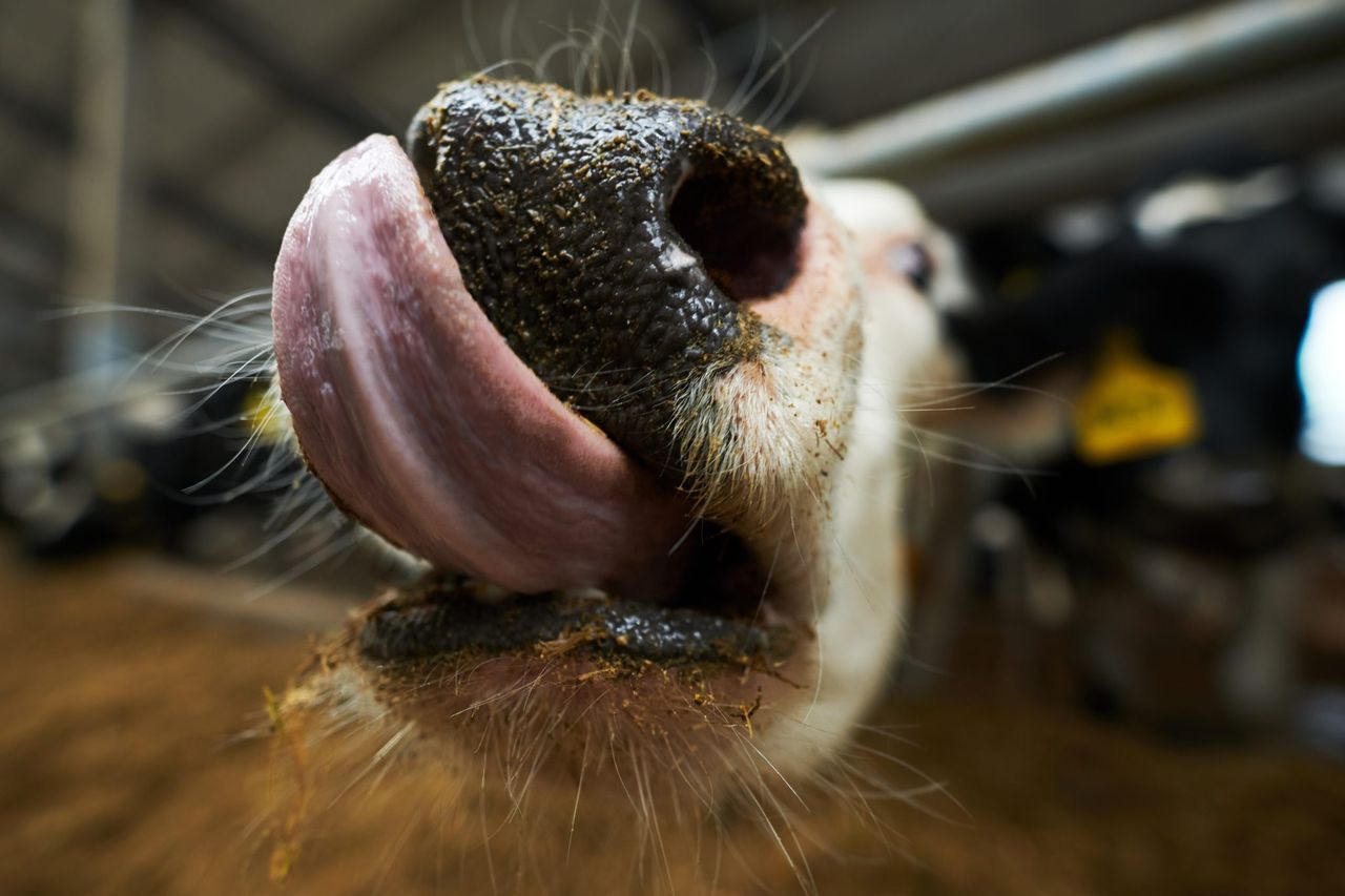 UFU ‘cautiously welcomes’ lifting of bluetongue movement restrictions