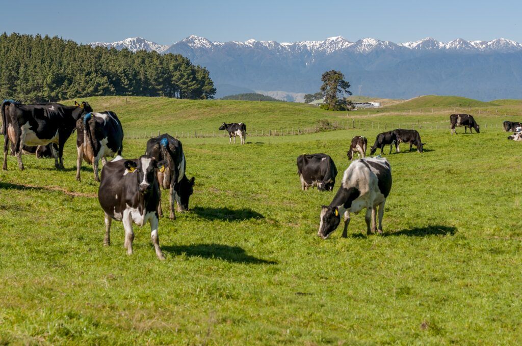 Dairy company fined for 100% NZ claim on products of Indian origin