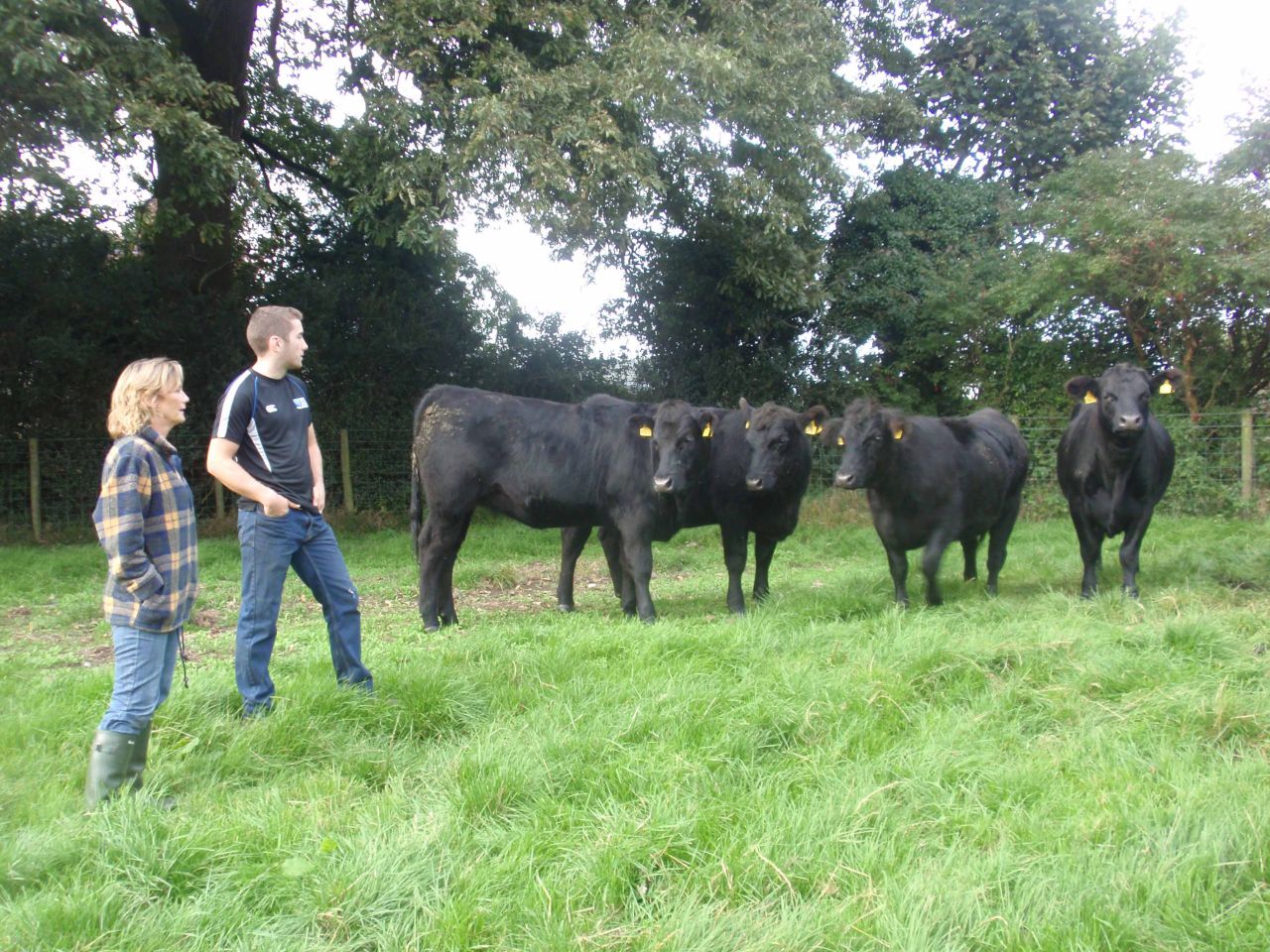 Ease of calving vital for Northern Angus producer