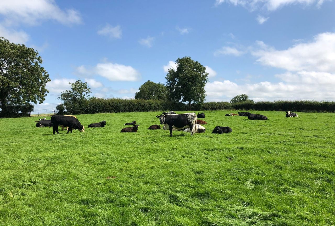 66% of NI consumers believe farmers should get more support