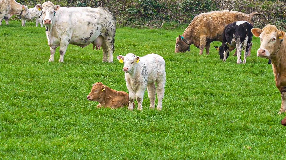 Investigate cattle abortions and stillbirths to protect future herd - experts
