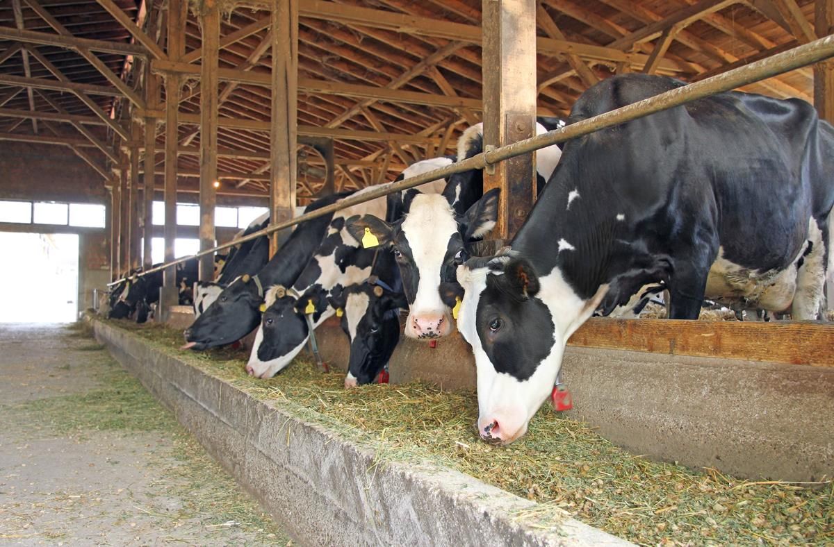 Canadian government to compensate dairy farmers for EU trade deal