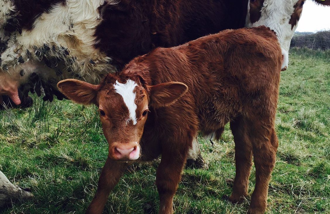 'Farmers can save €40-50/cow by monitoring suckler cow body condition'