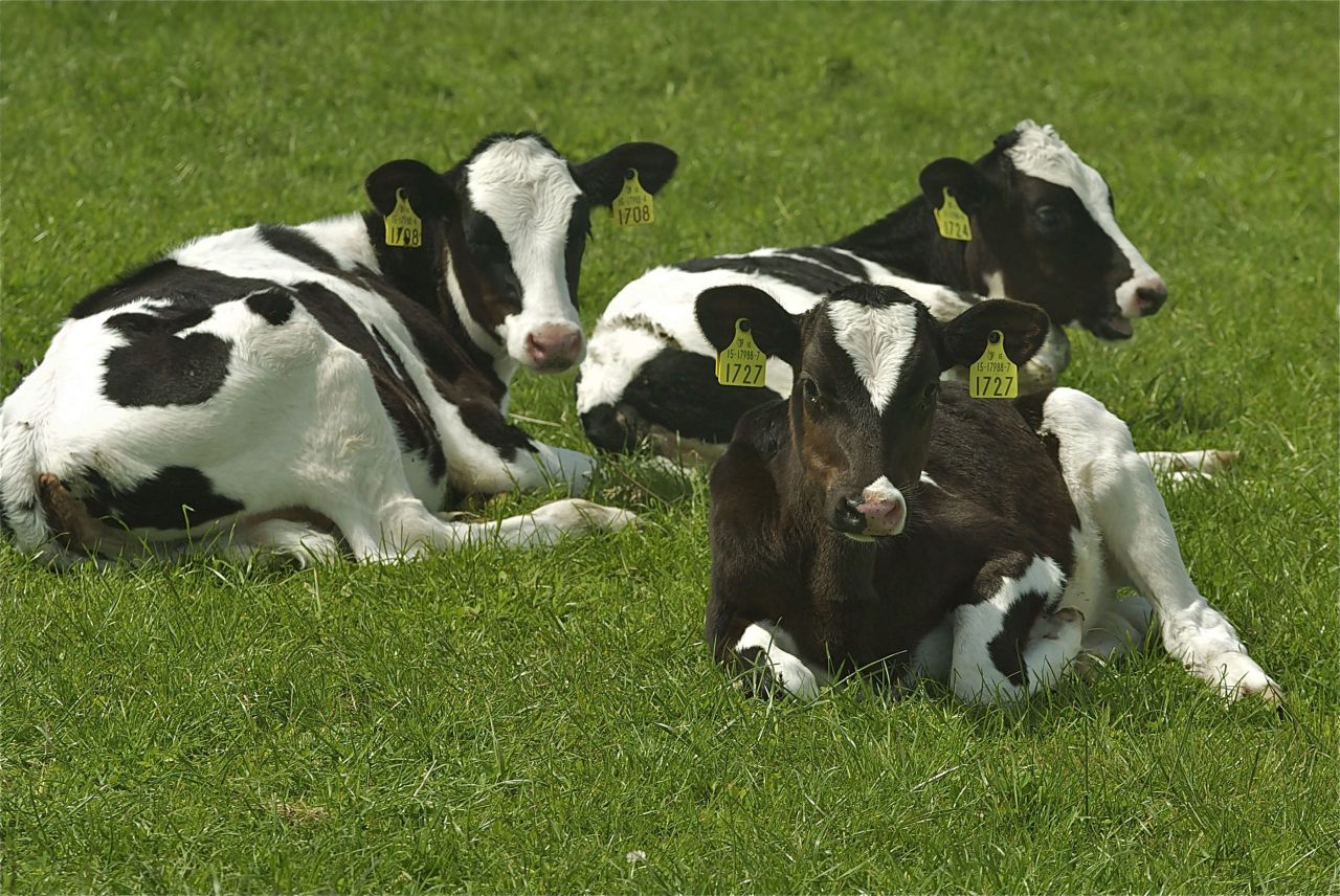 Ireland is not the only country to calve more dairy cows this spring