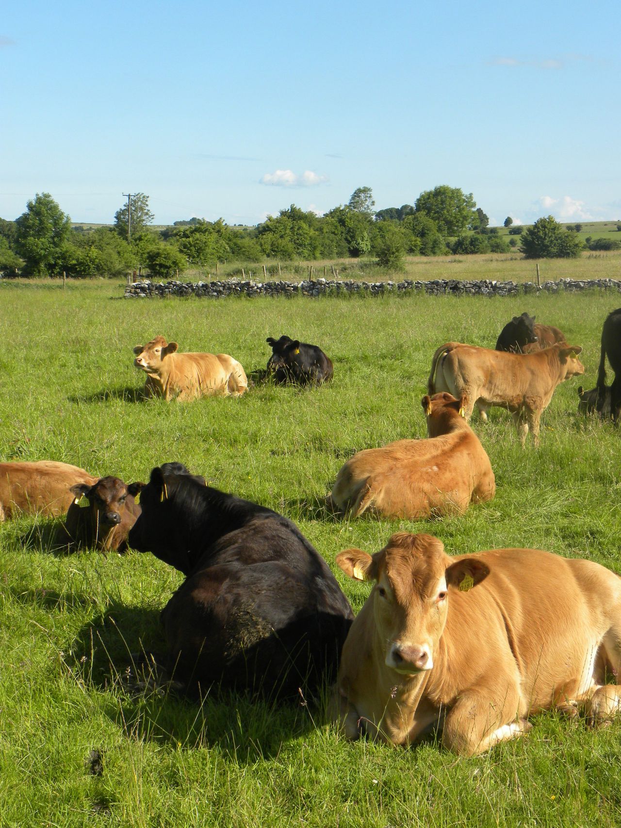 UK prime cattle numbers to fall as suckler herd plummets