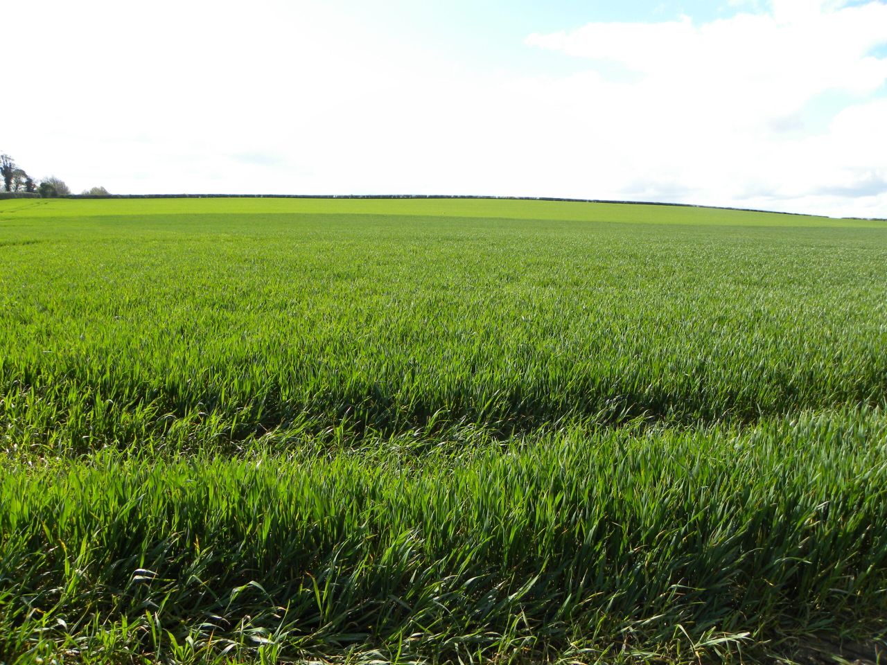Winter barley – it’s time to get moving on plant nutrition