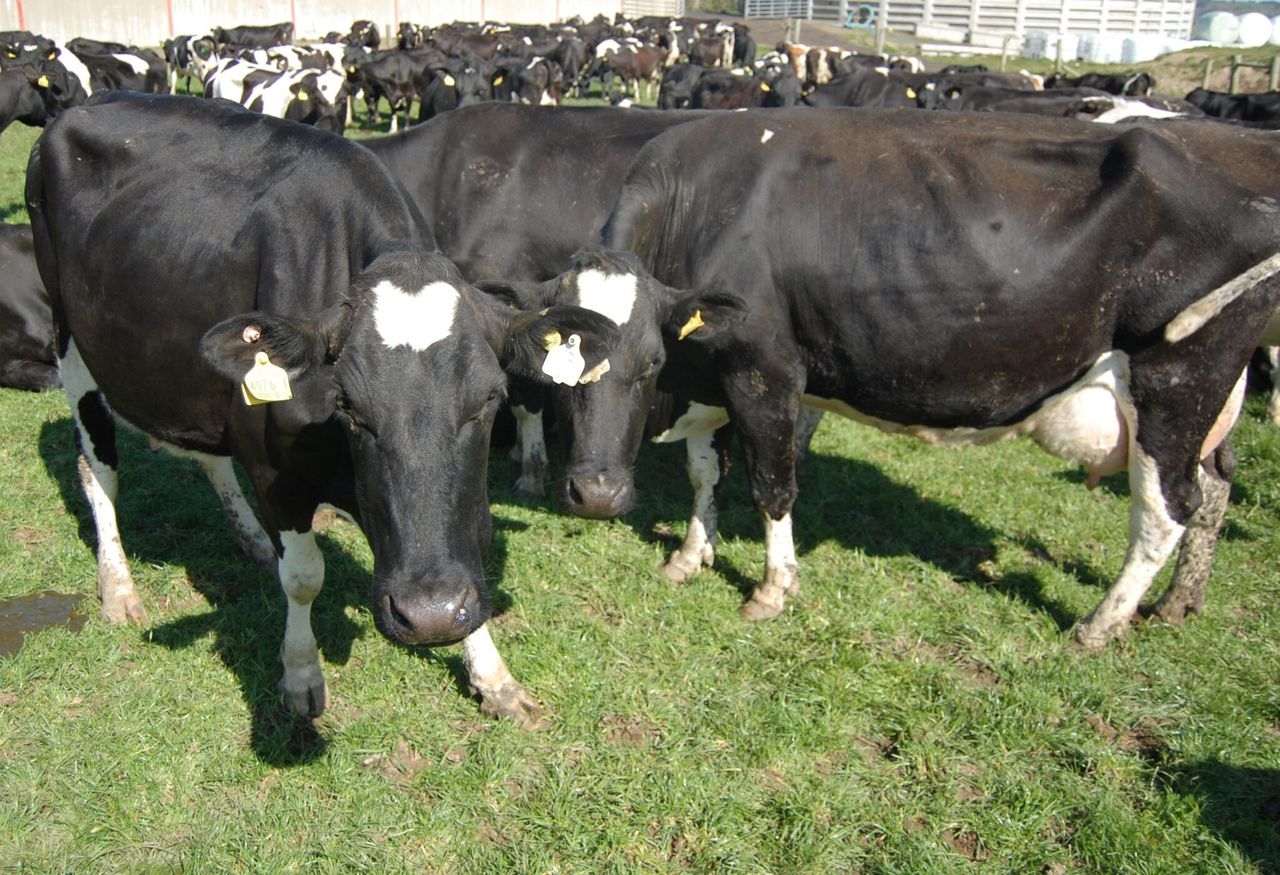 Fury grows at volume threshold set for EU dairy support scheme