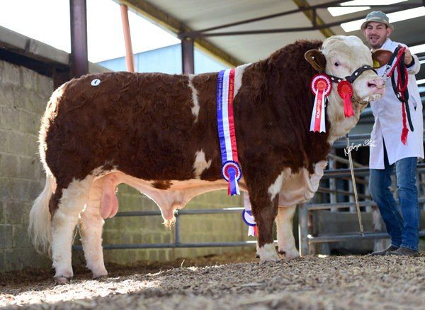 'Go Go Dancer' fetches €8,700 at Simmental Premier Sale