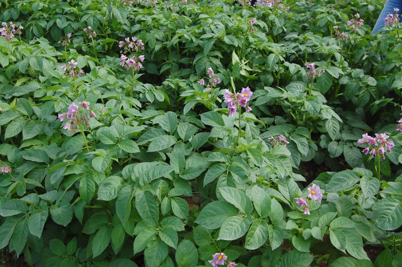 Tillage: Potash remains key nutrient for potato crops