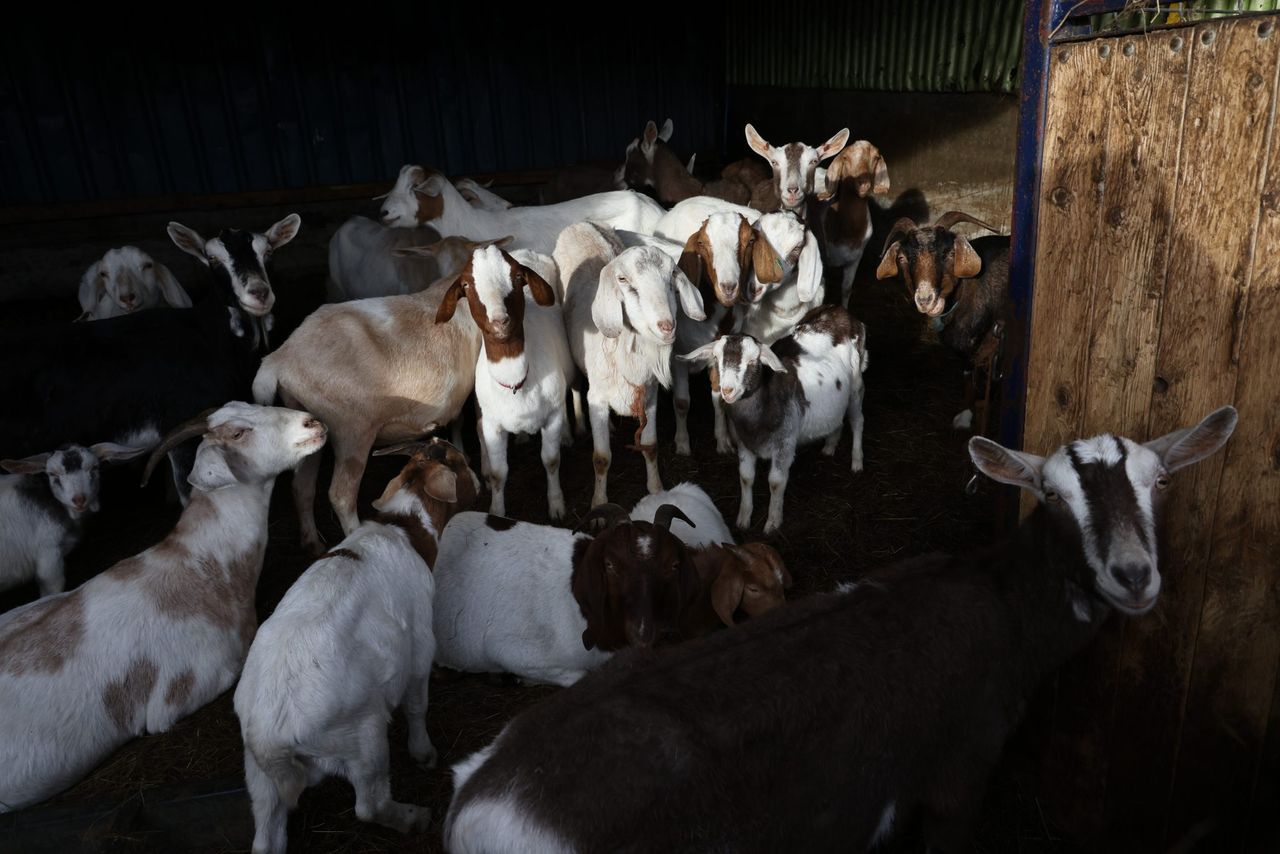 British farmer who kept over 450 animals in ‘squalor’ jailed and banned for life