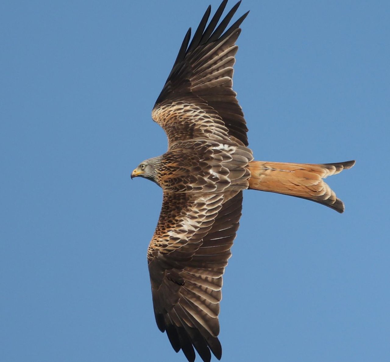 PSNI confirms red kite was fatally poisoned in NI