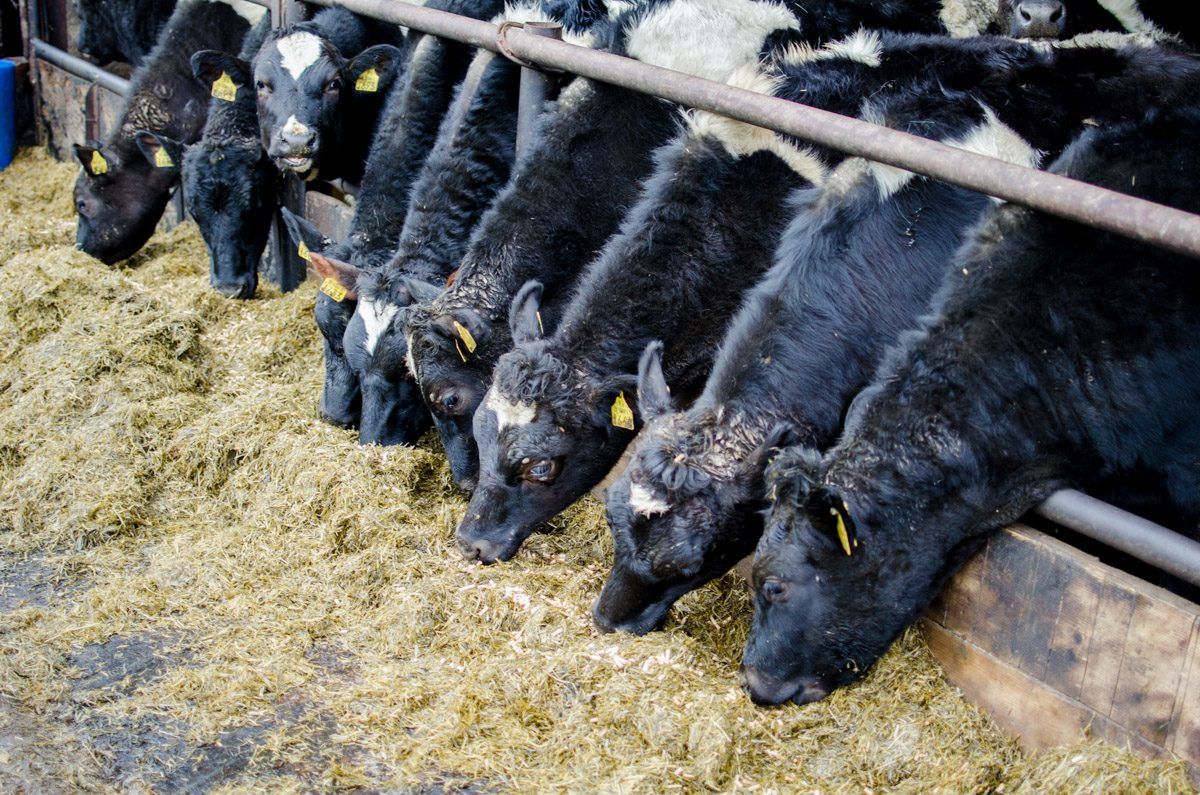 Dairy advice: Manging heifer calves during winter months