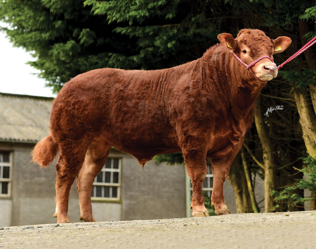 Limousin breed priorities are changing