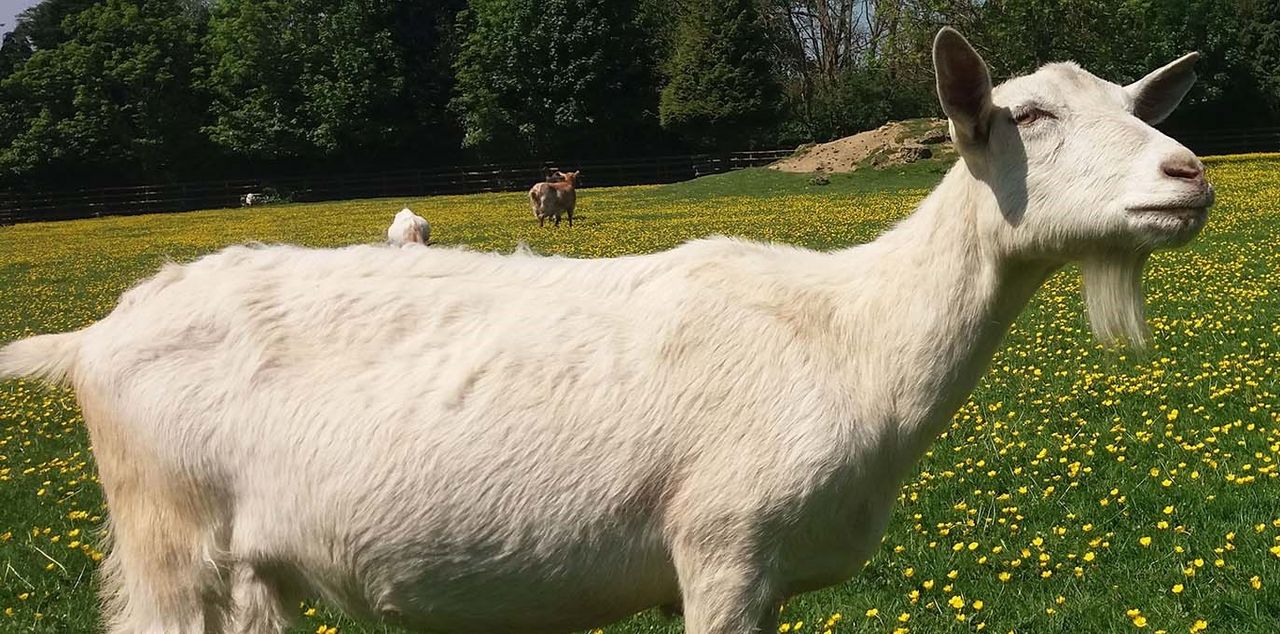 Goats 'as good as dogs' at following directions from humans