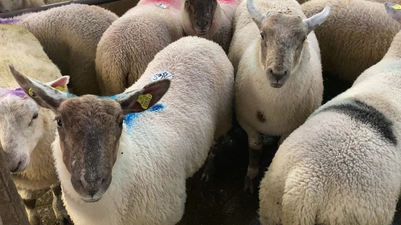 Northern sheep trade: 46% increase in throughput seen in plants last week