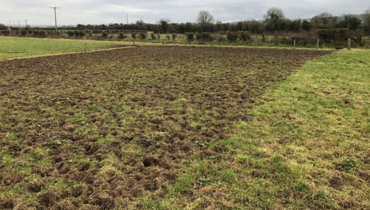 Farmers warned of liver fluke risks in wet weather