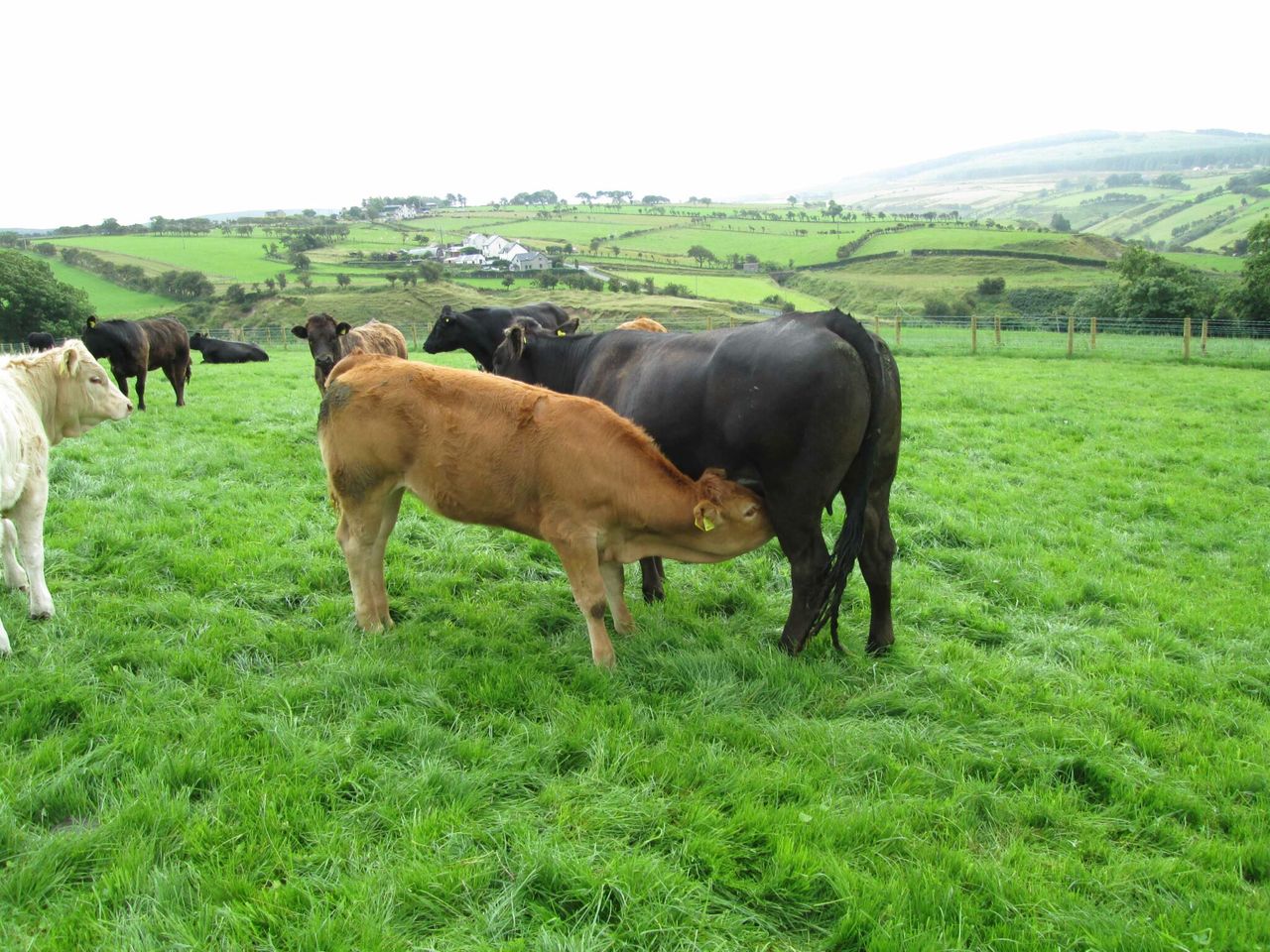 Suckler cow numbers tumble in Northern Ireland