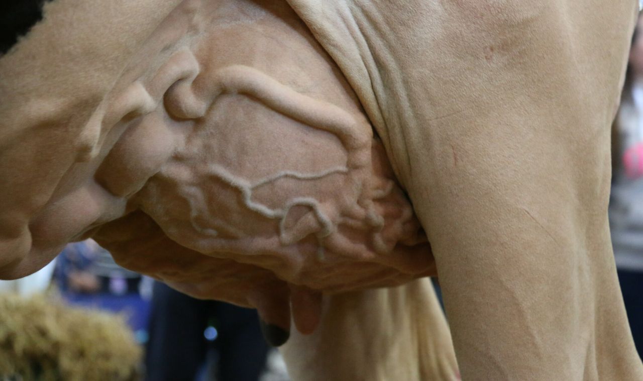 Milk forecast: Steady as she goes…but at what price?