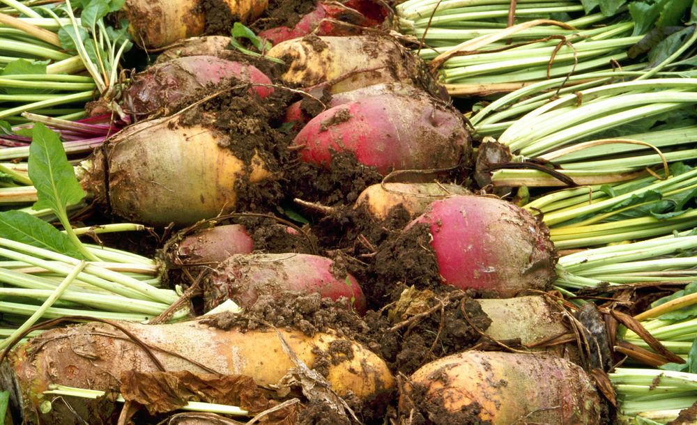 A conservative EU sugar beet production level estimated in the last quota year