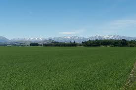 New Zealand's dairy clean up could cost billions