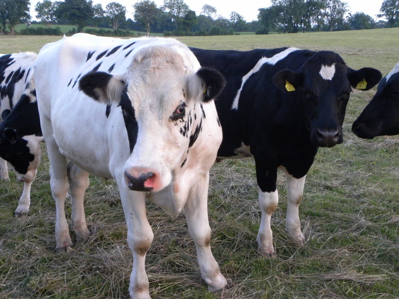Latest thinking on IBR vaccination programmes