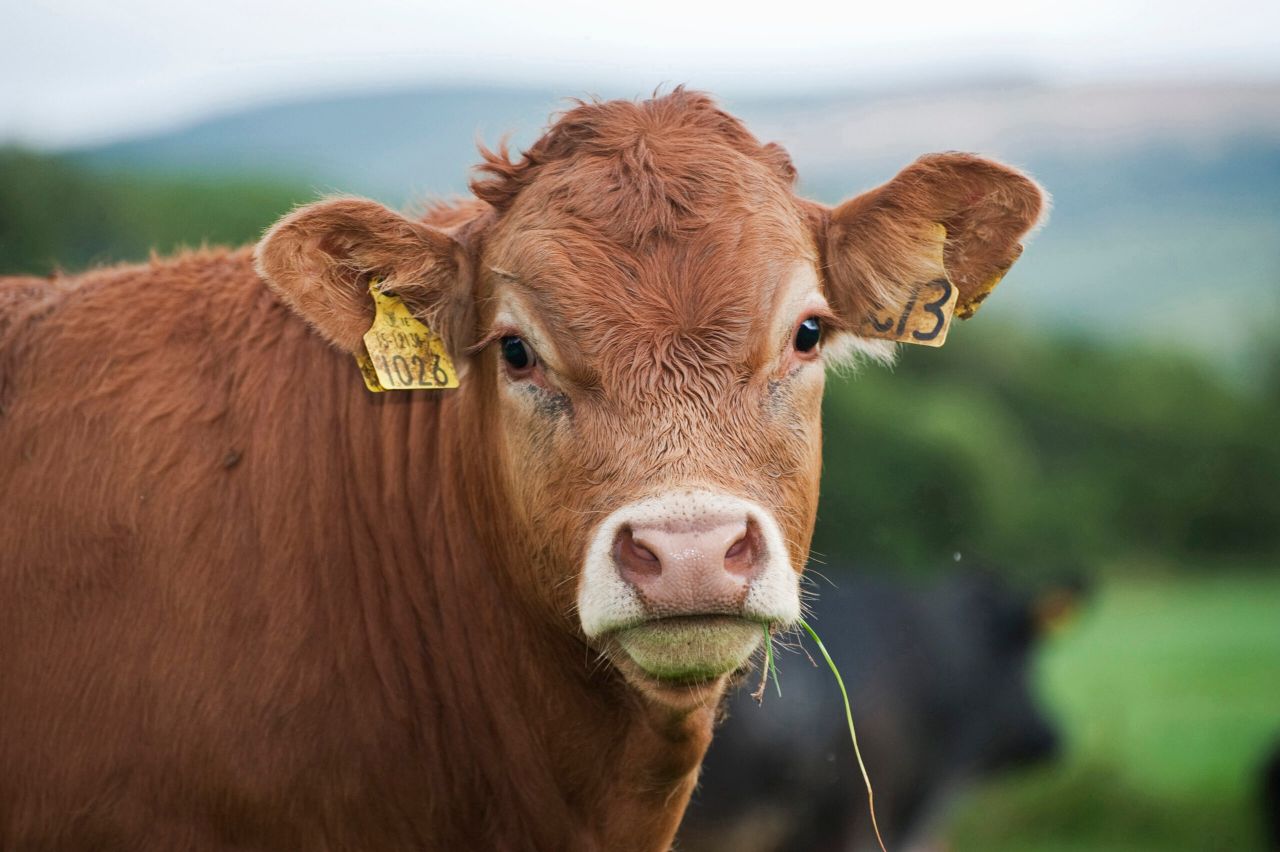 Pedigree Limousin up for grabs in ‘Orchard County’ fundraiser