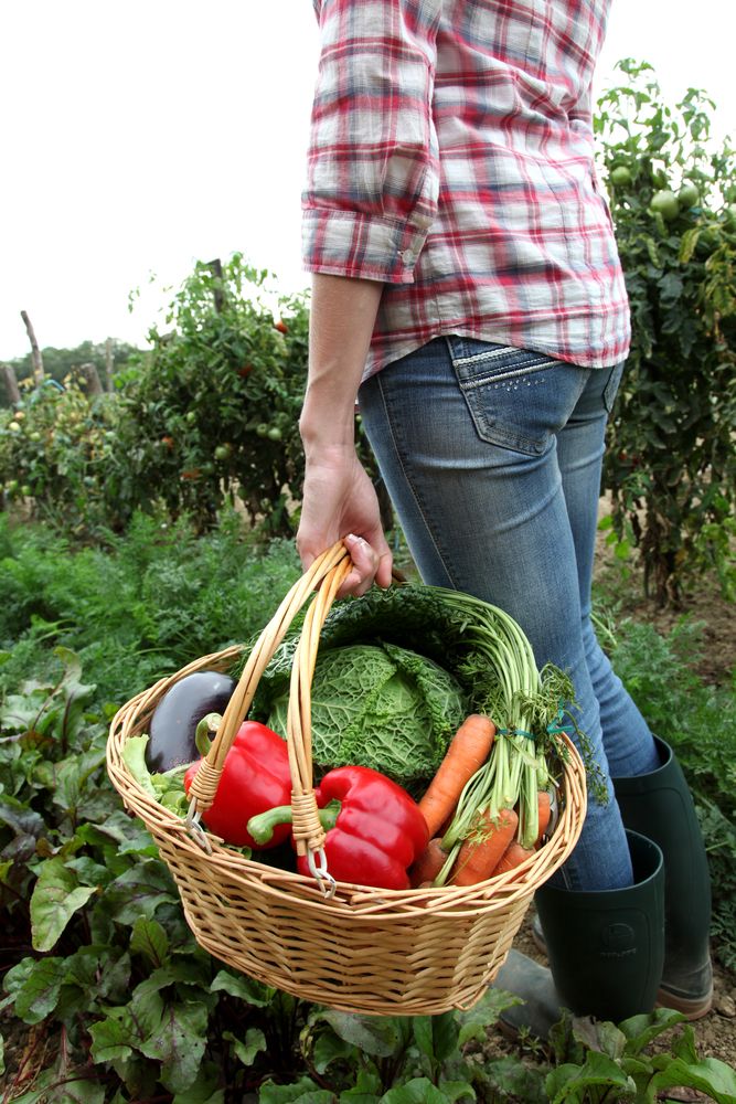 'Export markets key for organic farmers'