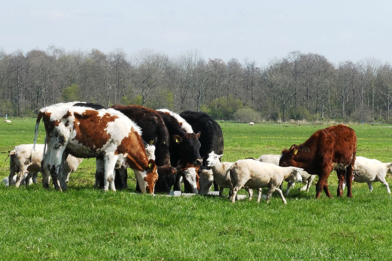 Keeping vigilant for parasites in autumn
