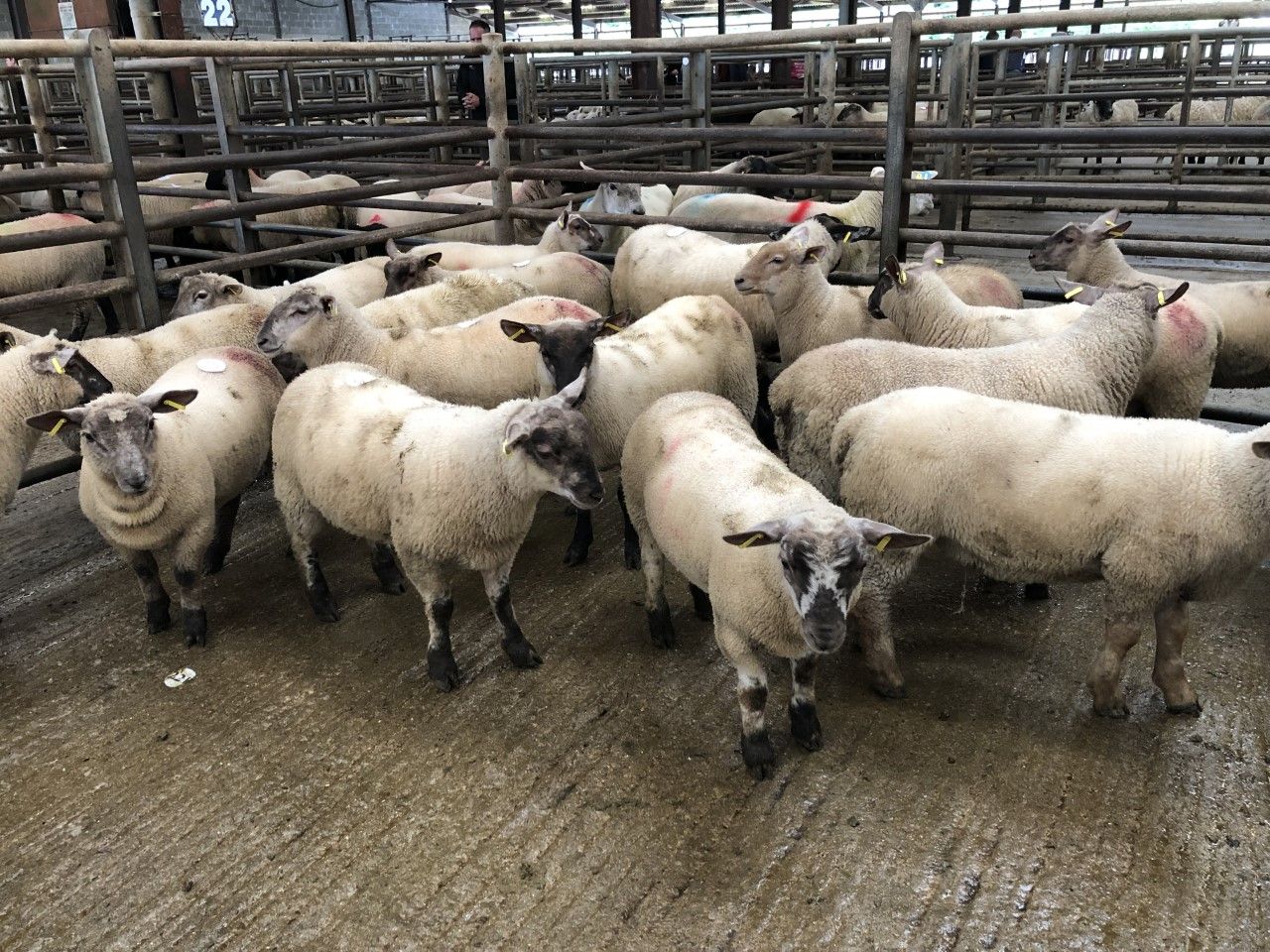 Deadweight lamb prices in Great Britain increase