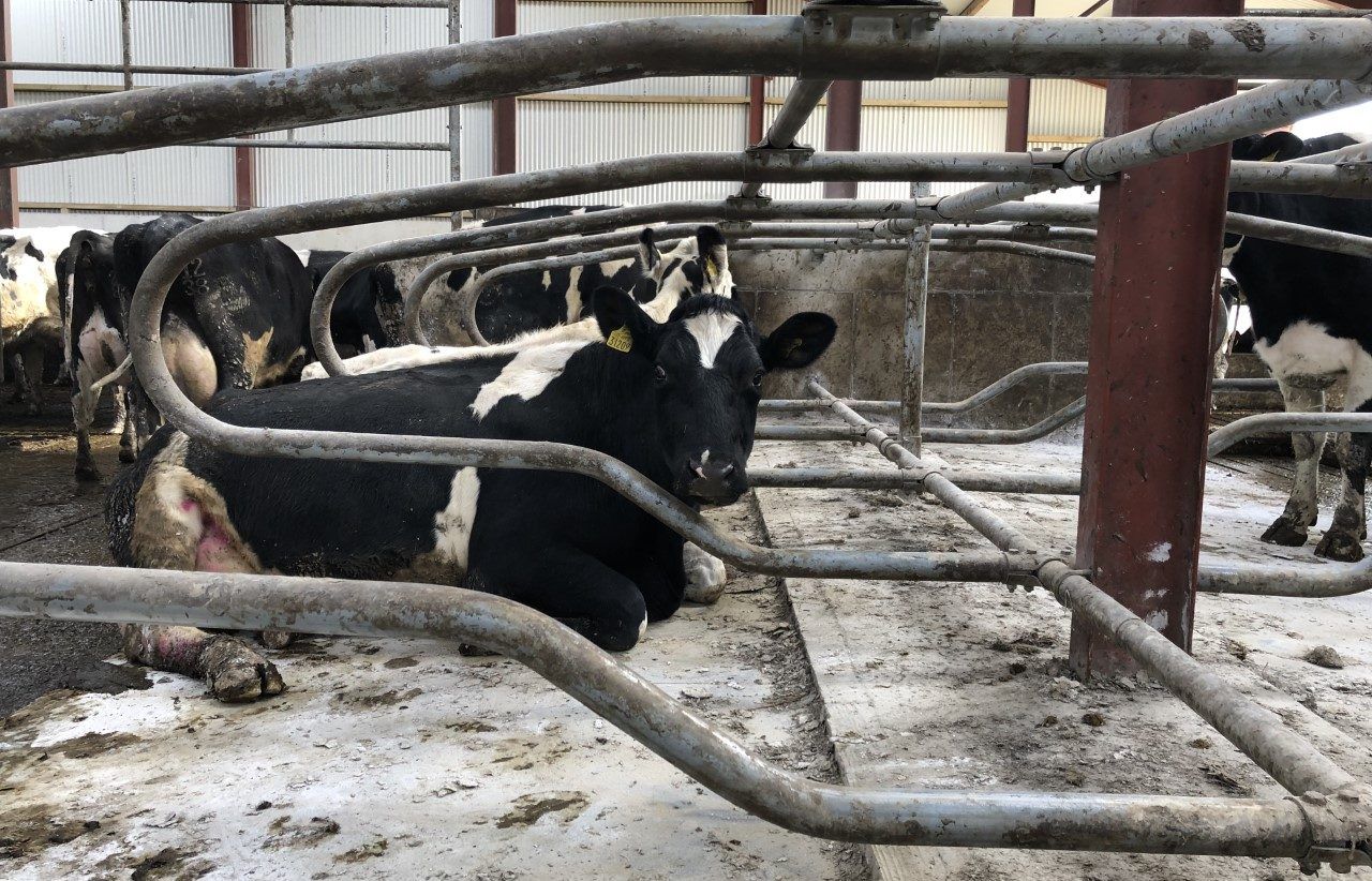 Keeping cell counts under control during early lactation