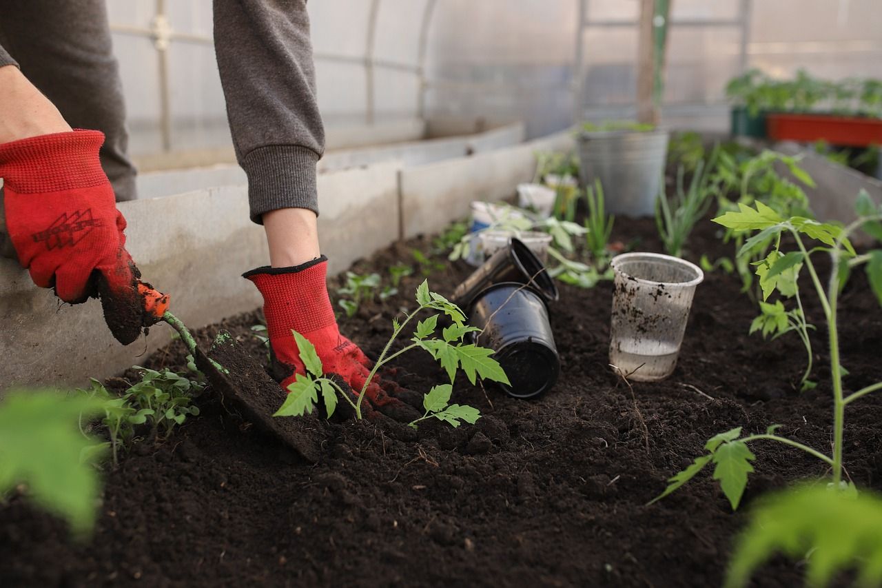 Community growers highlight ‘urgent’ need for enhanced policies
