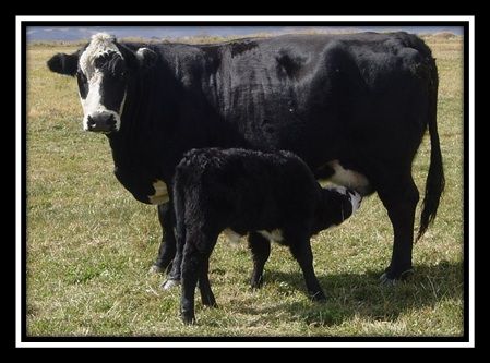 The influence of cattle breeds in the US beef system