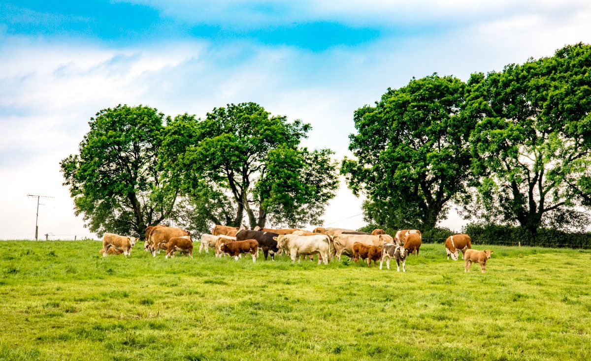 Cattle exports to Northern Ireland drop by 52%