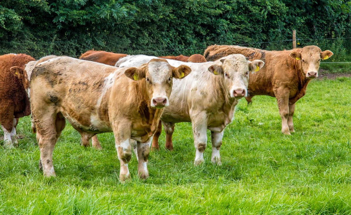 'Continued speculation' as to how Labour policies will affect rural sector - Saffrey