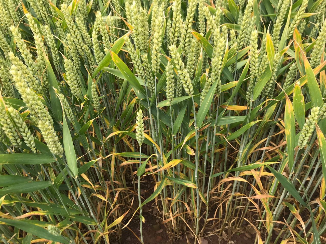 Rothamsted Research gives gene editing the ‘thumbs-up’