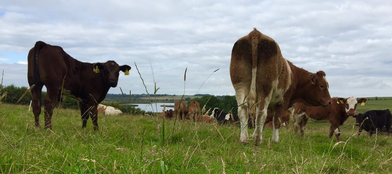 First Sustainable Farming Incentive agreements for 2024 go live