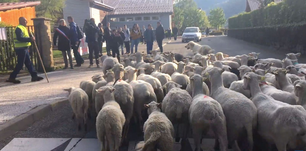 French school enrolls sheep in final effort to ‘boost numbers’