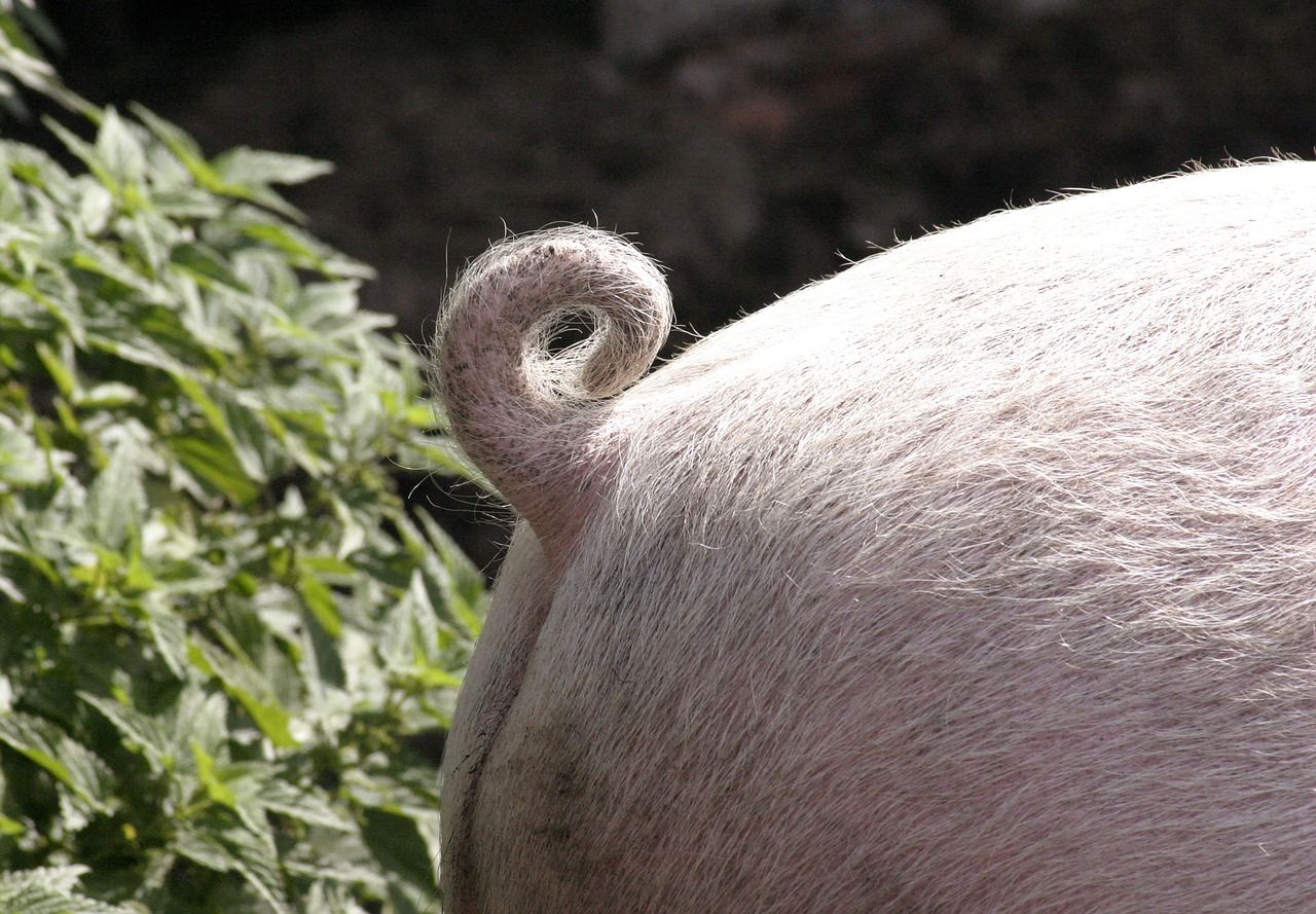 Pig price reached record high in last week of 2022
