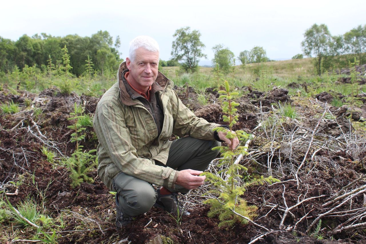 Fears windblown timber will ‘flood’ NI market