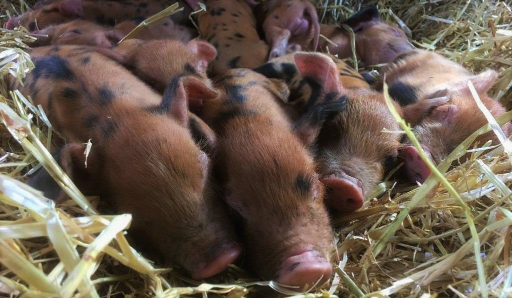 London charity farm launches appeal for 11 stolen piglets