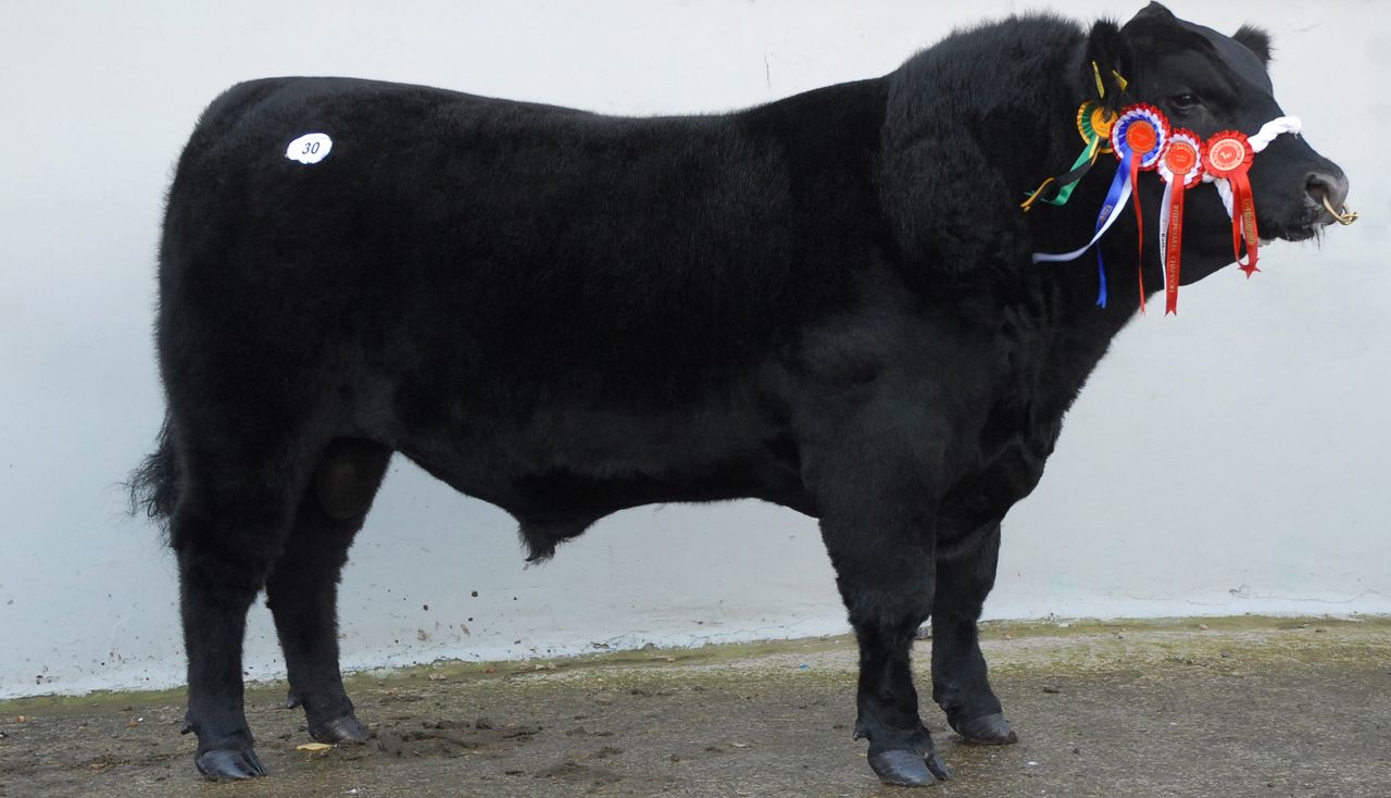 Popularity of Aberdeen Angus beef set to grow
