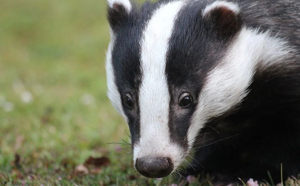 Wildlife cannot be addressed ‘in isolation’ to cattle controls in bTB fight