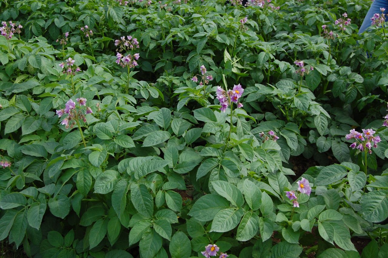British potato seed produces strong yields in Kenyan trials